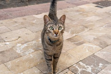 Şaşırmış yüzlü gri sokak kedisi. Kavramsal resim