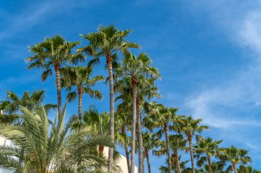 Güneşli bir günde mavi gökyüzü olan palmiye ağaçları. Mallorca Adası, İspanya