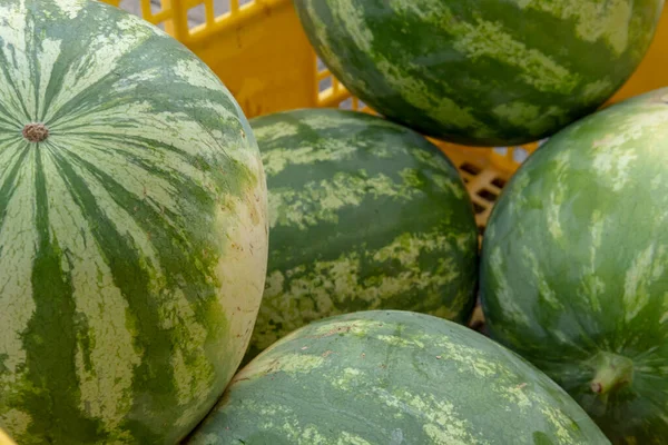Close-up of watermelons in fruit crates. Island of Mallorca, Spain