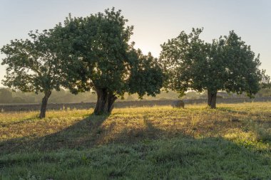 Keçiboynuzu ağacı tarlası, Ceratonia silikası, gün doğumunda Mallorca adasının iç kısımlarında. İspanya