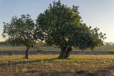 Keçiboynuzu ağacı tarlası, Ceratonia silikası, gün doğumunda Mallorca adasının iç kısımlarında. İspanya