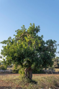 Keçiboynuzu ağacı tarlası, Ceratonia silikası, güneşli bir günde Mallorca adasının iç kesimlerinde. İspanya