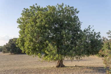 Keçiboynuzu ağacı tarlası, Ceratonia silikası, güneşli bir günde Mallorca adasının iç kesimlerinde. İspanya