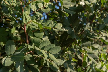 Keçiboynuzu ağacı tarlası, Ceratonia silikası, güneşli bir günde Mallorca adasının iç kesimlerinde. İspanya