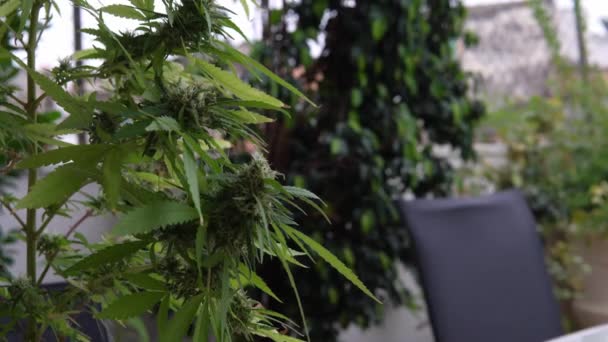 Close Flowering Marijuana Plant Cannabis Sativa Spain — Stock Video