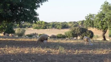 Altın Çim Saati: Mallorca 'da Koyun ve Kuzular