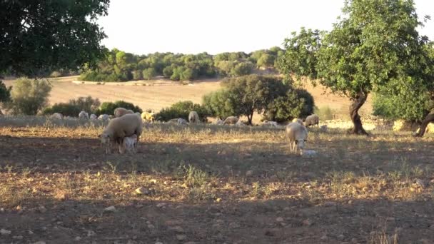Aranyóra Legeltetés Juhok Bárányok Mallorcán — Stock videók