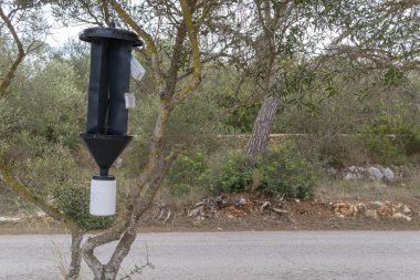 Feromon bazlı ağaç haşere kontrol sistemi. Mallorca Adası, İspanya