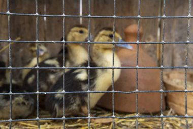 Kafes ızgaralarının ve arka plandaki kuşların yakın çekimleri İspanya 'nın Manacor kentindeki haftalık sokak pazarında satılıktır.