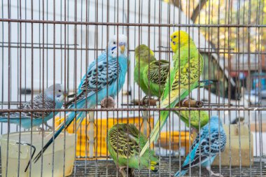 Kafes ızgaralarının ve arka plandaki kuşların yakın çekimleri İspanya 'nın Manacor kentindeki haftalık sokak pazarında satılıktır.
