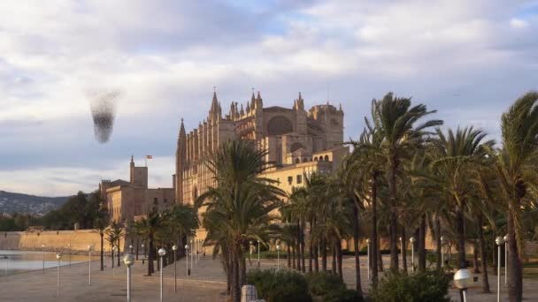 General View Cathedral Palma Mallorca Sunny Winter Sunset Flock Starlings — Stock Video