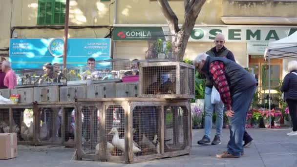 2023年11月13日 西班牙马那哥尔市向顾客销售活鸟的街头市场概况 — 图库视频影像
