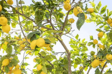Güneşli bir günde limon dolu limon dolu limon dallarına yakın çekim.