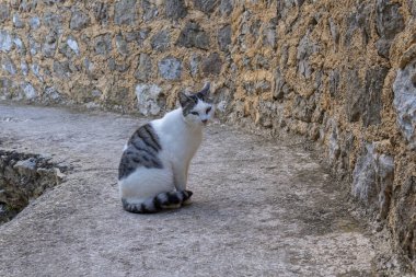 Şafak vakti orta çağ duvarında siyah çizgili beyaz bir sokak kedisi. Mallorca Adası, İspanya