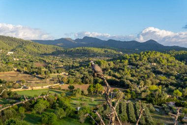 Bir sonbahar günü gün doğumunda Sierra de Arta 'nın doğal parkının havadan görünüşü. Mallorca Adası, İspanya