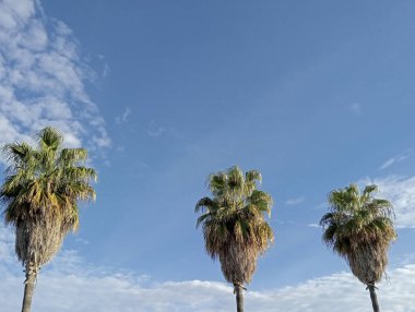 Mavi gökyüzü arka planında palmiye ağaçları. Palmiye ağaçları arkaplan resmi