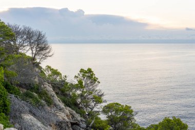 İspanya 'nın Balearic Adaları' ndaki Mallorca adasında çam ağaçları ile kayalık sahilde gün doğumu