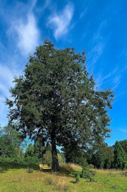 Sarı salıncaklı yaşlı, büyük bir ağaç. Şili 'nin güneyindeki Puyehue Milli Parkı' nda çekilmiş..