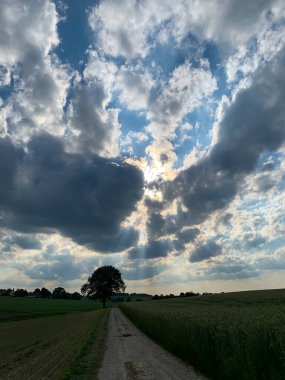 Crepuscular rays over field of wheat and lonely tree. Shot taken in Bavaria, south of Germany. clipart