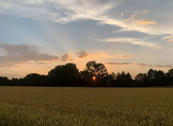 Almanya 'nın güneyinde buğday ve ağaç tarlalarıyla kırsal alanda gün batımı