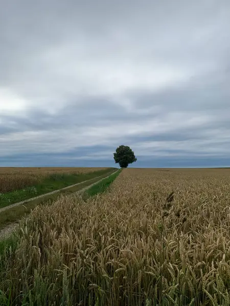 Almanya 'nın güneyinde buğday tarlası, yalnız ağaç ve çakıl yolu olan kırsal alan