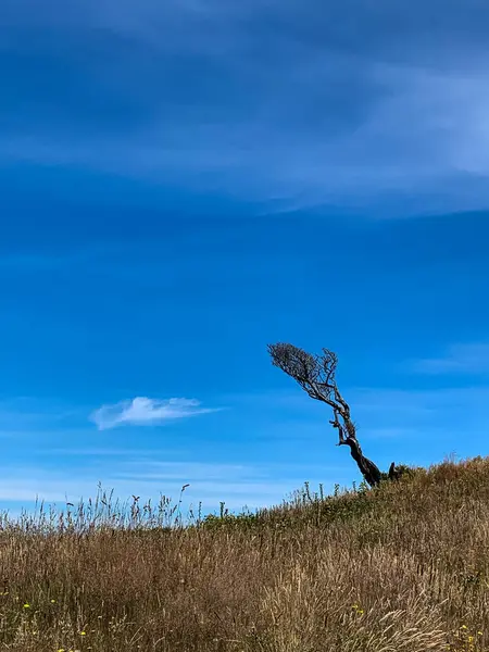 Gökyüzüne karşı rüzgarın şekillendirdiği ağaç. Fotoğraf Şili 'nin güneyindeki Estaquilla Sahili' nde çekildi..