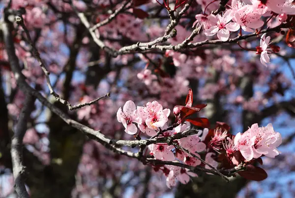 Güney Şili 'deki bir erik ağacının pembe çiçeğinin bokeh efektiyle Macro çekimi..