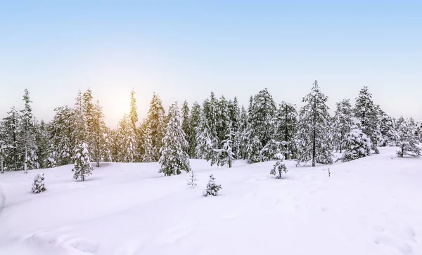 Snowy Boslandschap Finland — Stockfoto