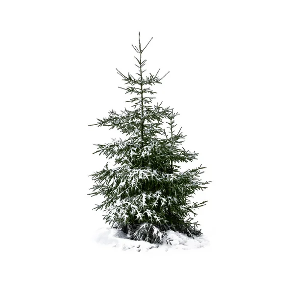 Albero Natale Innevato Isolato Bianco — Foto Stock