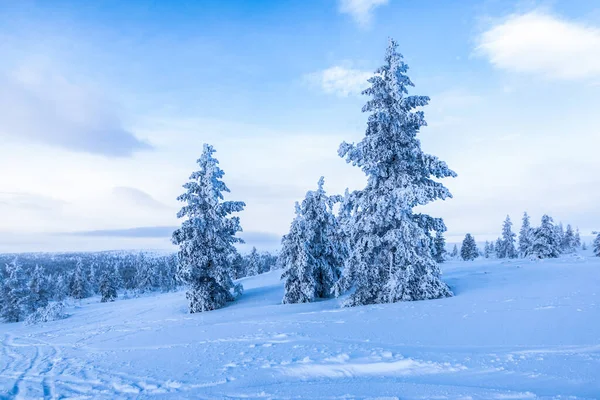 Met Sneeuw Bedekte Bomen Finse Winterberg — Stockfoto