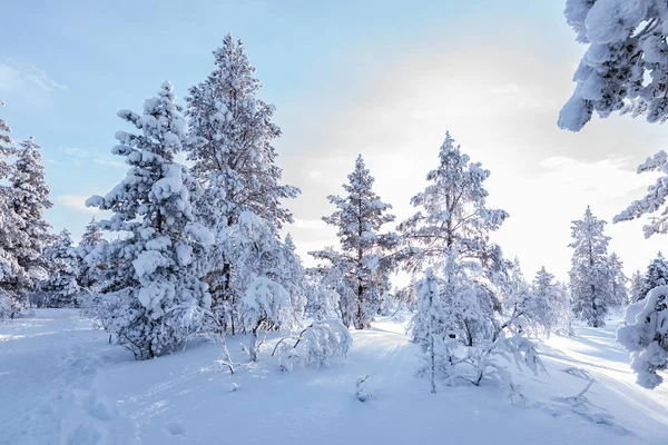 Paisaje Invernal Con Árboles Nevados Una Montaña Parque Nacional Finlandia —  Fotos de Stock