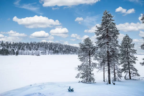 Snow landscape with tall trees at frozen lake Inari, Finland, Lapland.
