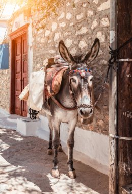 Yunanistan 'daki Hydra Adası' nda Eşek.