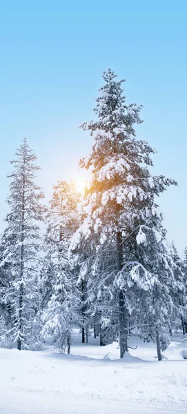 Winter Landscape Snow Covered Trees Finnish Lapland — Fotografia de Stock