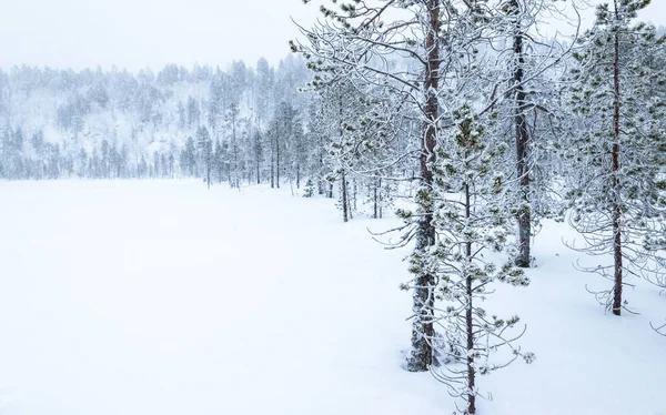 Winter Landscape Snow Covered Trees Lake Inari Finland Lapland — Fotografia de Stock