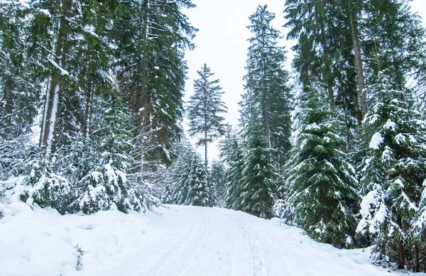 Winter Road Forest Snow Covered Fir Trees Winter Landscape — Stock fotografie