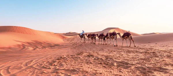 Camel Caravan Liwa Desert Abu Dhabi — Stock Photo, Image