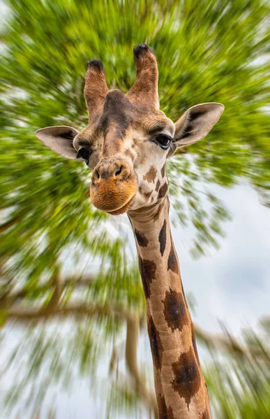 Girafa Cabeça Contra Movimento Desfocado Natureza Fundo — Fotografia de Stock