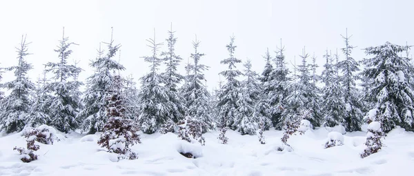 Abetos Nevados Floresta Inverno — Fotografia de Stock