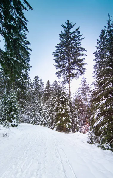 Paisagem Inverno Com Abetos Cobertos Neve Céu Azul — Fotografia de Stock