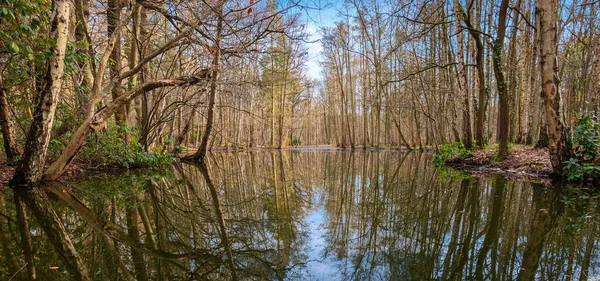 Belçika Daki Orman Gölündeki Çıplak Yaprak Döken Ağaçların Yansımasıyla Güzel — Stok fotoğraf