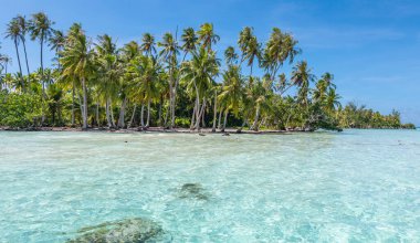 Fransız Polinezyası 'nda hindistan cevizi palmiyeleri olan güzel tropikal plaj..