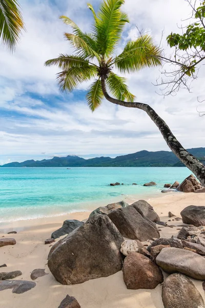 Palmeira Praia Ilha Mahe Seychelles — Fotografia de Stock