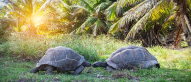 Doğada öpüşmek isteyen iki dev kaplumbağayla romantik bir an. Aşık vahşi hayvanlar..