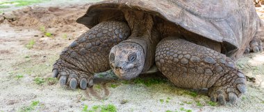 Aldabra Dev Kaplumbağa yakın planda..