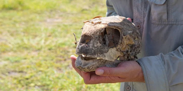 Schädel Der Aldabra Riesenschildkröte Menschenhand Auf Naturhintergrund — Stockfoto