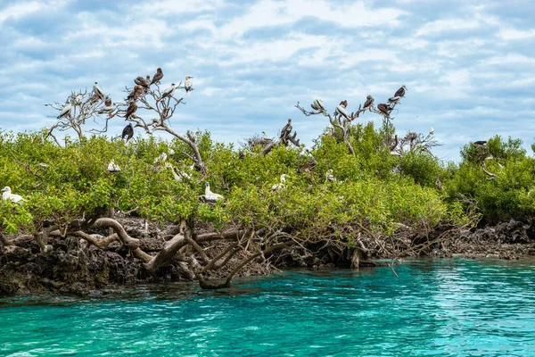Grote Kolonies Vogels Die Broeden Eilanden Van Seychellen Cosmoledo Atol — Stockfoto