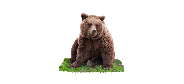 Grande Urso Marrom Sentado Grama Isolada Fundo Branco — Fotografia de Stock