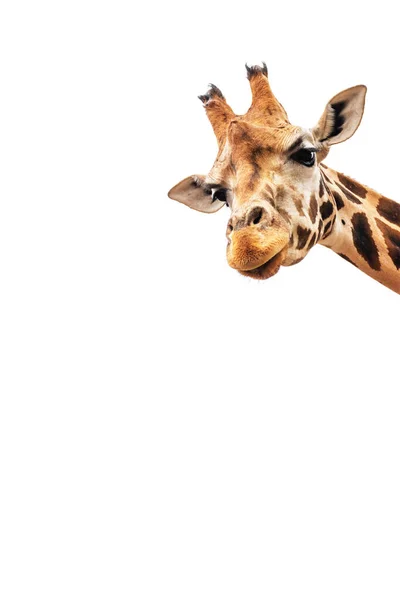 Cabeça Girafa Bonita Isolada Fundo Branco — Fotografia de Stock
