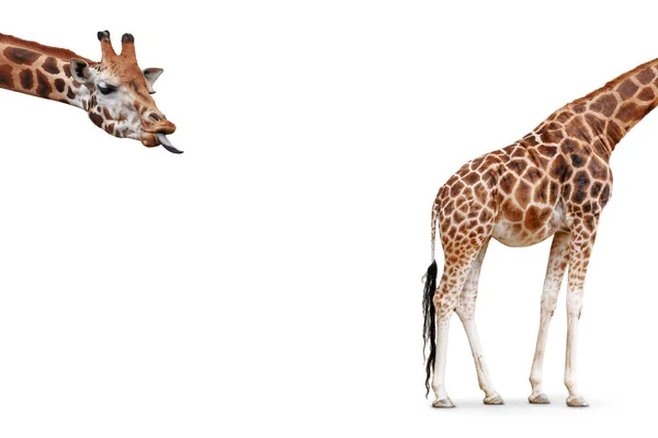 Забавная Концепция Жирафа Состоящая Двух Частей Голова Торчащим Языком Задней — стоковое фото